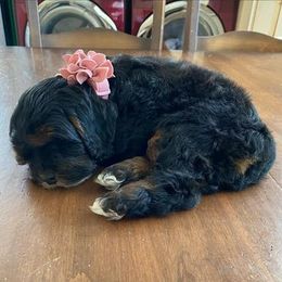 Cavapoo Puppies from SunnySide Mini Doodles