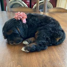 Cavapoo Puppies from SunnySide Mini Doodles