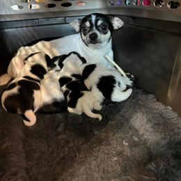 Sophie - Chihuahua