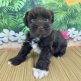 Apollo - Liver male Miniature Schnauzer puppy in Sylvania, Georgia from Southern Sky Miniature Schnauzers