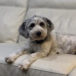 Violet - Sheepadoodle