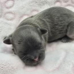 Blue Female - Blue female Shih Tzu puppy in Oakville, Washington from Garrard Creek Shih Tzus