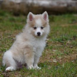 Pepper Jack Cheese - Merle male Pomsky puppy in Coos Bay, Oregon from Ocean View Pomskies