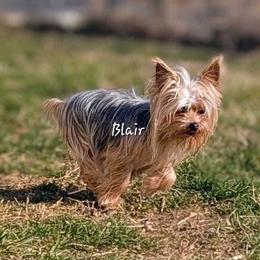 Blair - Yorkshire Terrier