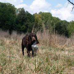 Boykin Spaniel All Grown Up from CommandsK9