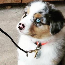 Australian Shepherds from MONTACC Australian Shepherds