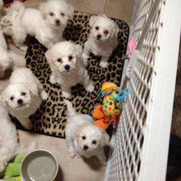  Puppies from Wendan Bichons
