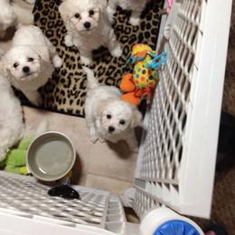  Puppies from Wendan Bichons