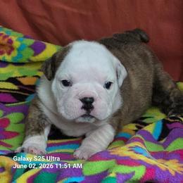 Theona - Red brindle female Bulldog puppy in Arlington, Washington from Stout's Hunting Labs and trsbullies