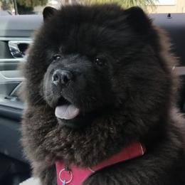 Chow Chow from Kew Chows