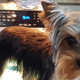 Yorkshire Terriers from Yor keys 2 Love