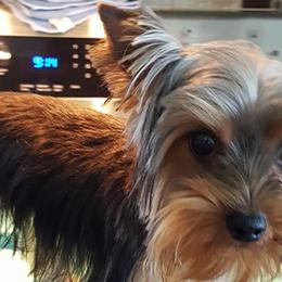 Yorkshire Terriers from Yor keys 2 Love
