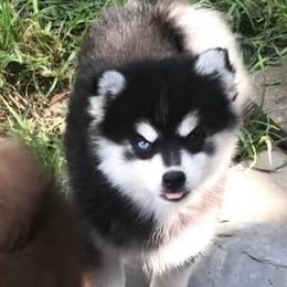 Rita - Black and white female Pomsky puppy in Spring Hill, Florida from PDQ Pomskies