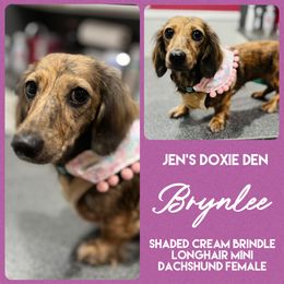 Brynlee - Dachshund