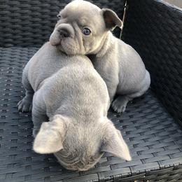 French Bulldog Puppies from NeighborHood Frenchies