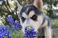 husky puppy sniffing a purple lupine flower