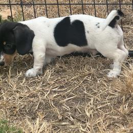 Chuckie - Piebald male Dachshund puppy in Sallisaw, Oklahoma from Wild West Dachshunds