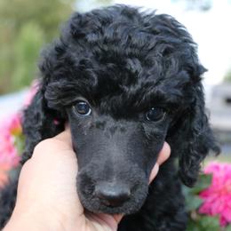Blissey - Black female Poodle puppy in Ephrata, Washington from NCR Ranch