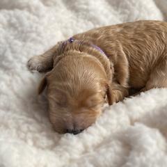 Double Doodle and Goldendoodle Puppies from Golden Paw Doodles