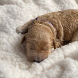 Double Doodle and Goldendoodle Puppies from Golden Paw Doodles