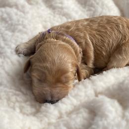 Double Doodle and Goldendoodle Puppies from Golden Paw Doodles