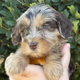 Yellow  collar - Merle female Australian Labradoodle puppy in Fontana, California from Grammy's Puppy Love doodles and poodles