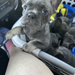 French Bulldog Puppies from Kristen Fifer