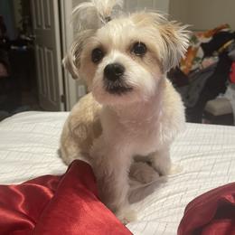 Maltipoo All Grown Up from Tiffany Akins