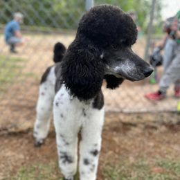 Poodles from Three Hearts Kennels