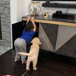 Golden Retriever Puppies from Chrysanthos Golden Retrievers