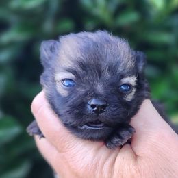 King David - Cream sable male Pomeranian puppy in Sacramento, California from M-J’s AKC Breeder of Merit of Show Pomeranians