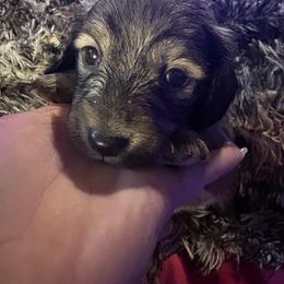 Dobby - Cream male Dachshund puppy in Richwood, West Virginia from Wild and Wonderful Wieners