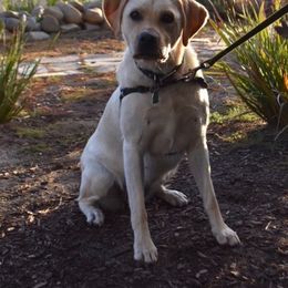 Annie - Labrador Retriever