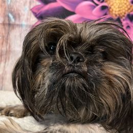 Dandy - Shih Tzu
