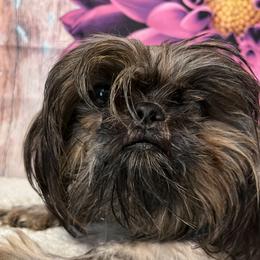 Dandy - Shih Tzu
