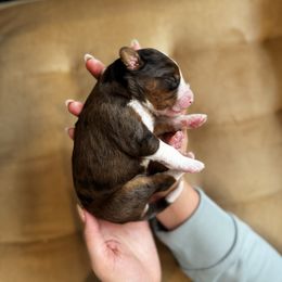 2 - Merle male Bernedoodle puppy in Huntington Beach, California from The Canine Society