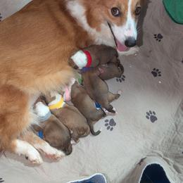 Boy 2 - White and red male Pembroke Welsh Corgi puppy in Milton, Florida from Milton Corgis ~ Azealia Acres