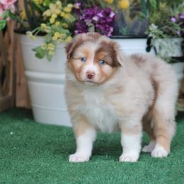 Porche - Red merle female Australian Shepherd puppy in Circleville, Utah from Canyon Creek Aussies