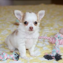 Kleon - Red and white male Chihuahua puppy in Wakarusa, Indiana from My Fuzzy Chihuahuas