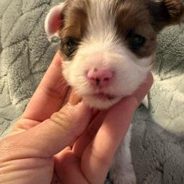 Milo - Parti male Yorkshire Terrier puppy in Fredericksburg, Virginia from VA Exclusive Yorkies