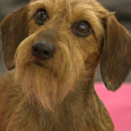 Dachshunds from Ozdox Dachshunds