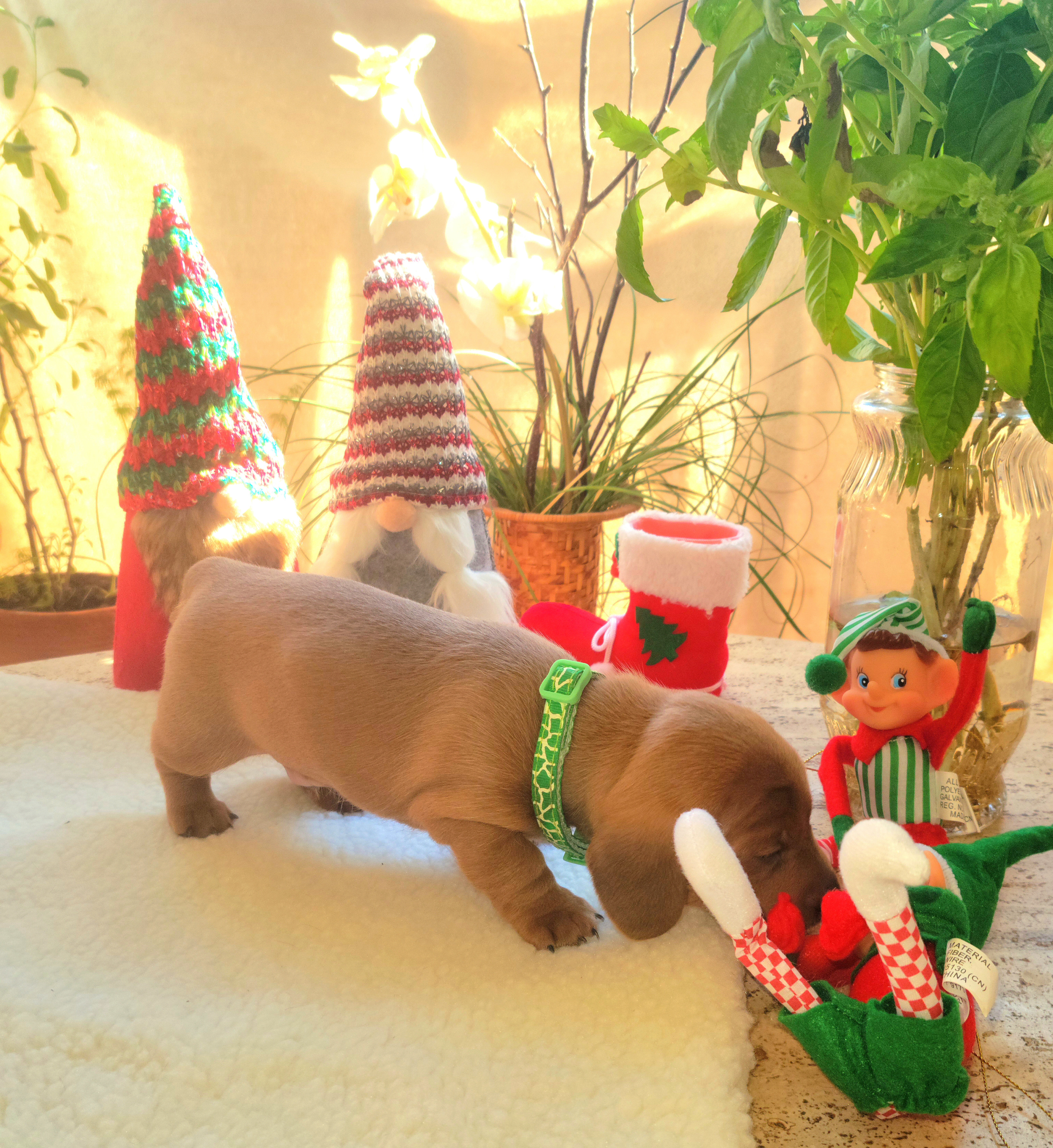 Dachshund Puppies from Evie's Mini Smooth Doxie Ranch