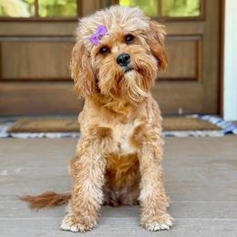 Tilly - Cavapoo