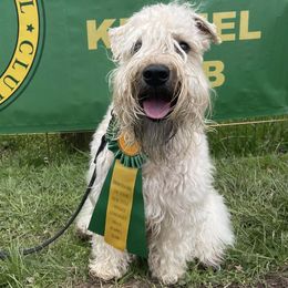 Soft Coated Wheaten Terriers from Enchanting Wheatens