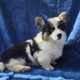 Buffy - Black and tan female Pembroke Welsh Corgi puppy in Castle Rock, Washington from Heckman Corgis