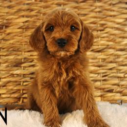 Gin - Red  male Goldendoodle puppy in Casa Grande, Arizona from AzDoodle Dandies