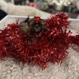 Princess Fiona - Black gold and white female Shih Tzu puppy in Kent, Washington from Exclusively Shih Tzu's LLC