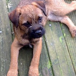 Border Terriers and Dalmatians from Royal Oaks