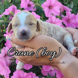 Goldendoodle Puppies from Sister Doodles