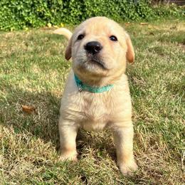 Boy 1 teal collar - Yellow male Labrador Retriever puppy in Arlington, Washington from Stout's Hunting Labs and trsbullies